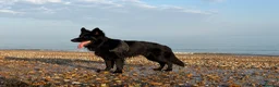 German Shepherd dogs for stud: KC Registered Exceptional Black German Shepherd - Advert 2