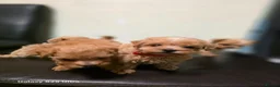 Maltipoo dogs for sale: F1 Adorable Maltipoo Puppies  - Advert 16