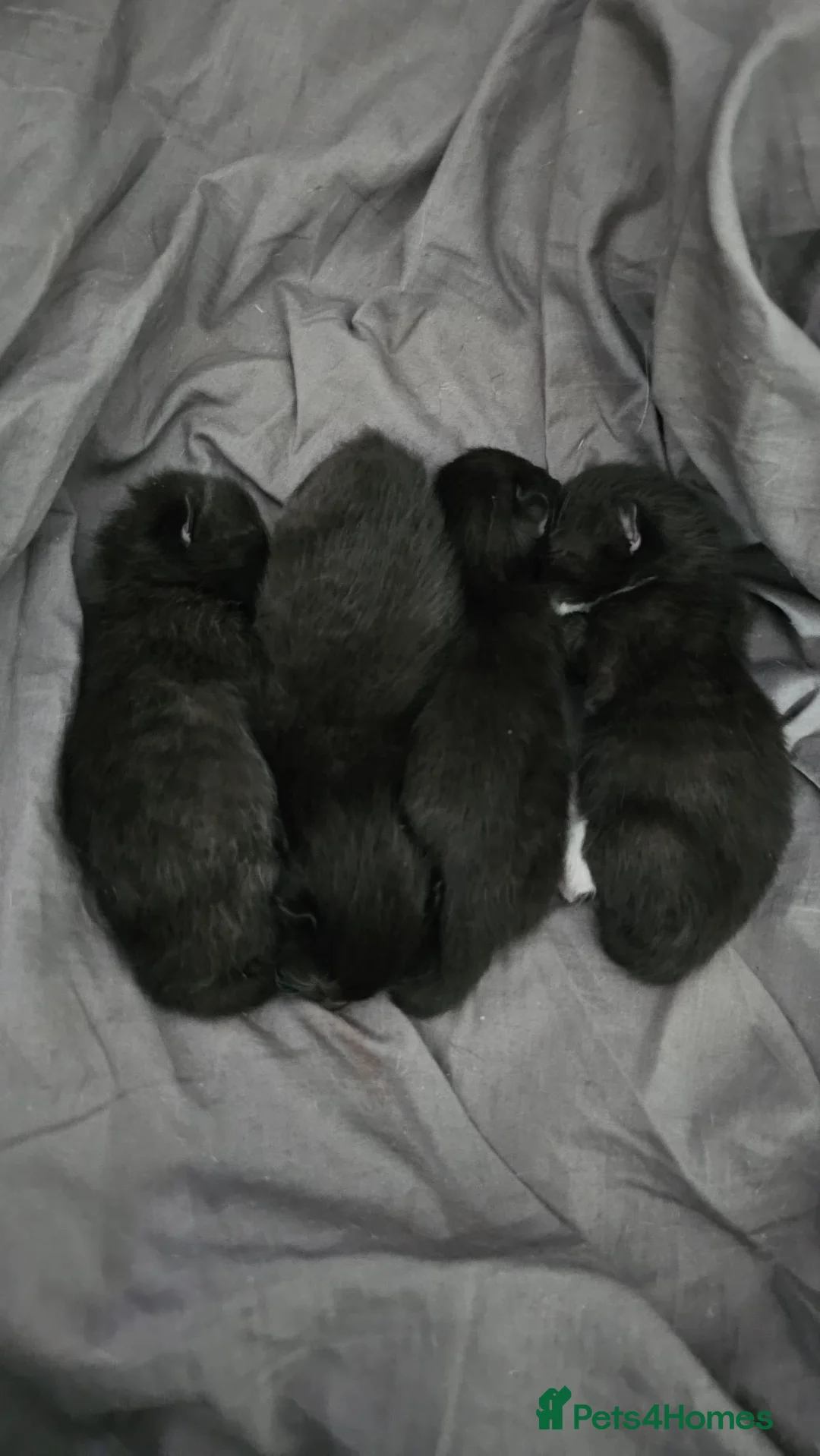 Domestic Shorthair cats for sale: Kittens for sale  - Advert 14