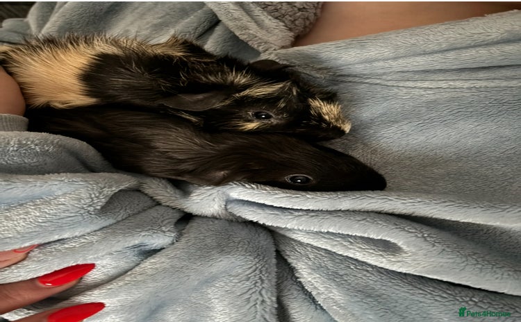Guinea Pig rodents - Advert 2