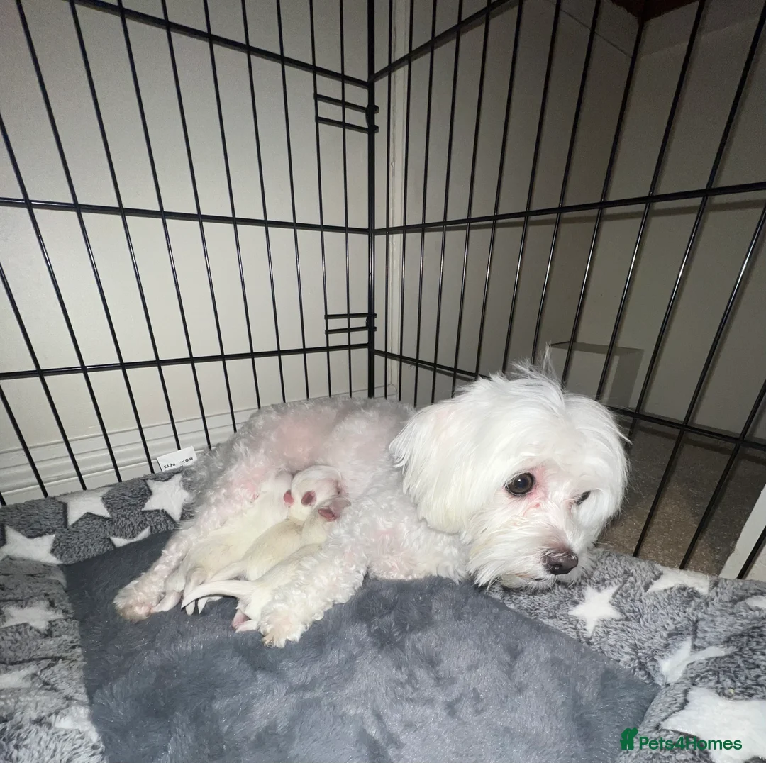 Bichon Frise dogs for sale: Bichon for sale only 1 girl left  - Advert 5