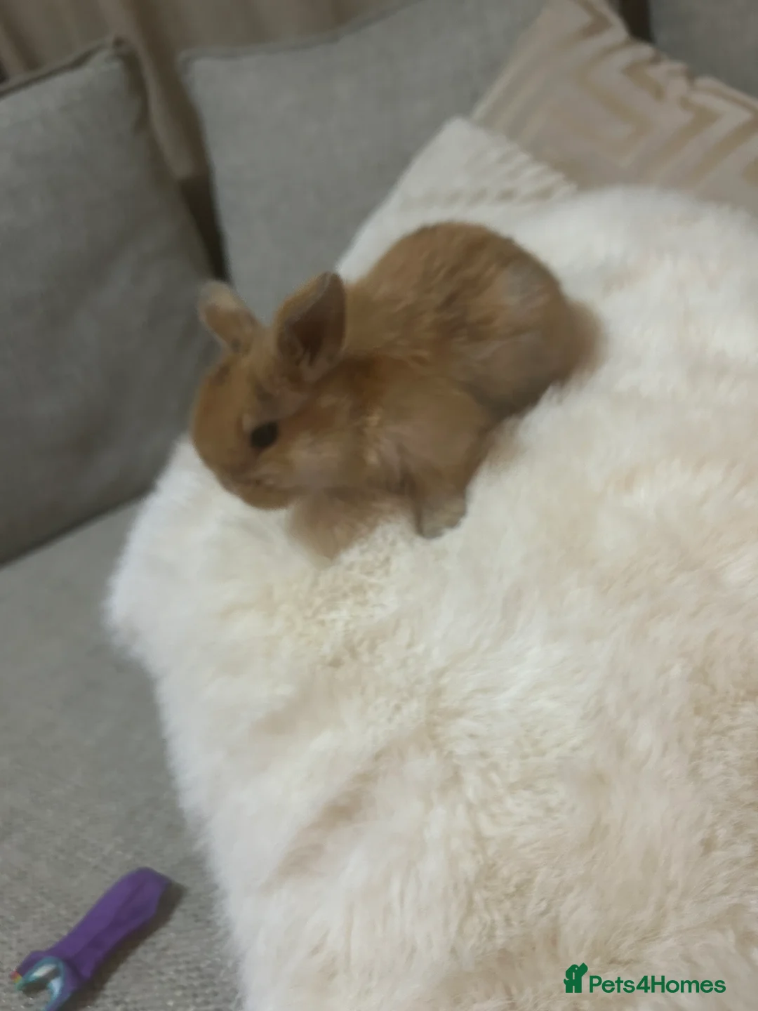 Mini Lop rabbits for sale: Beautiful Mini Lop eared bunnies.  - Advert 4