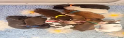 Cocker Spaniel dogs for sale: KC reg Show-type Chocolate & Choc Sable puppies in Brecon - Advert 30