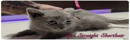 Scottish Fold cats for sale: Scottish Fold kittens - Advert 5