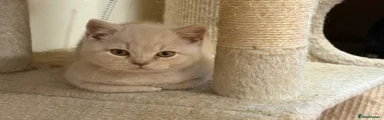 British Shorthair Cream Male