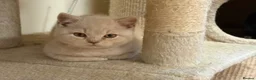 British Shorthair cats for sale: GCCF BSH Kittens - Champion Bloodlines - Advert 9