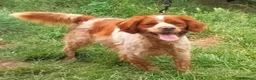 Brittany Spaniel dogs for adoption: Xenon in Gloucester - Advert 2