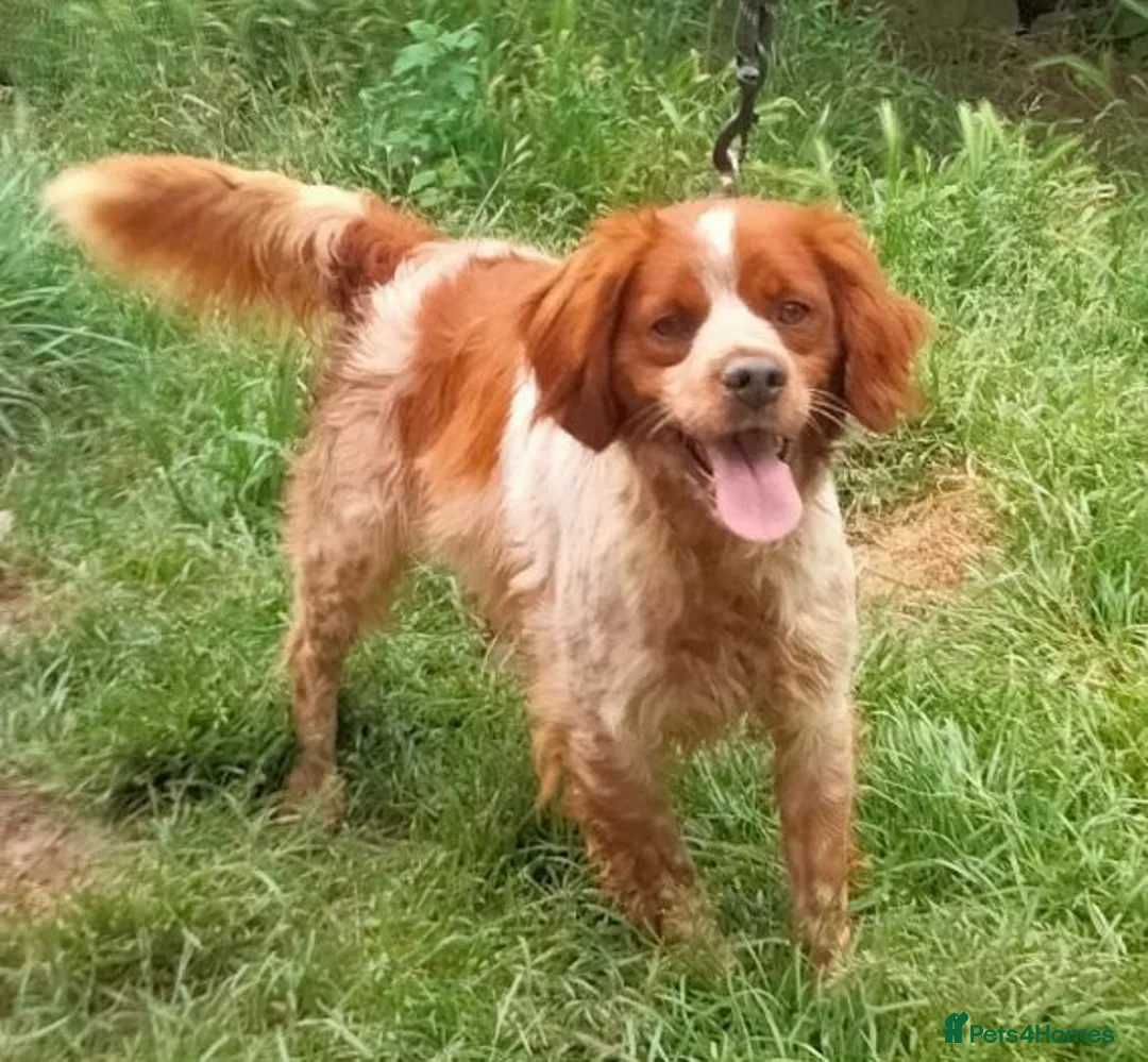 Brittany Spaniel dogs for adoption: Xenon in Gloucester - Advert 2