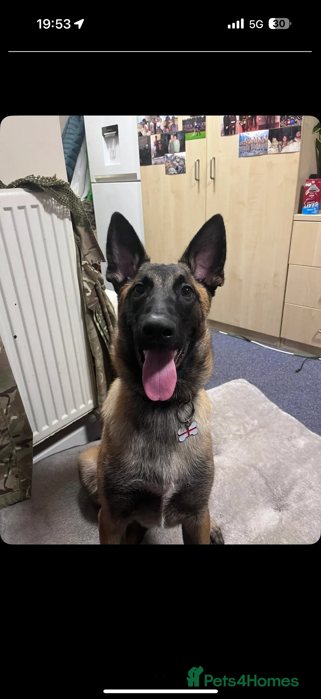 Belgian Shepherd Dog dogs for sale: ODIN - Belgian Malinois  - Advert 8