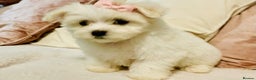 Maltese dogs for stud: Well proven, Kc registered Maltese for stud. in Northampton - Advert 9