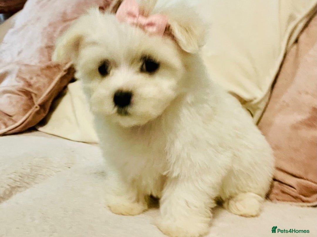 Maltese dogs for stud: Well proven, Kc registered Maltese for stud. in Northampton - Image 9