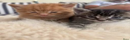 Mixed Breed cats for sale: Beautiful tabby kittens - Advert 16