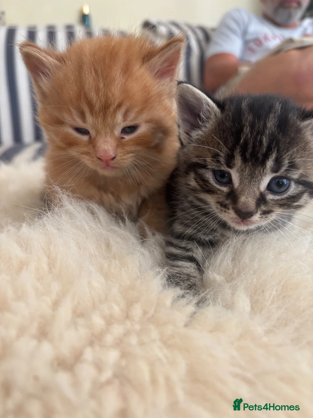 Mixed Breed cats for sale: Beautiful tabby kittens - Advert 16