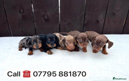 Miniature Dachshund dogs for sale: Dachshund puppies 5Boys  - Image 4
