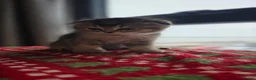 Scottish Fold cats for sale: Scottish Fold Kittens  - Advert 14