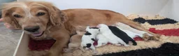 Cocker Spaniel dogs for sale: KC reg Working Cocker Spaniel Puppies  - Advert 10