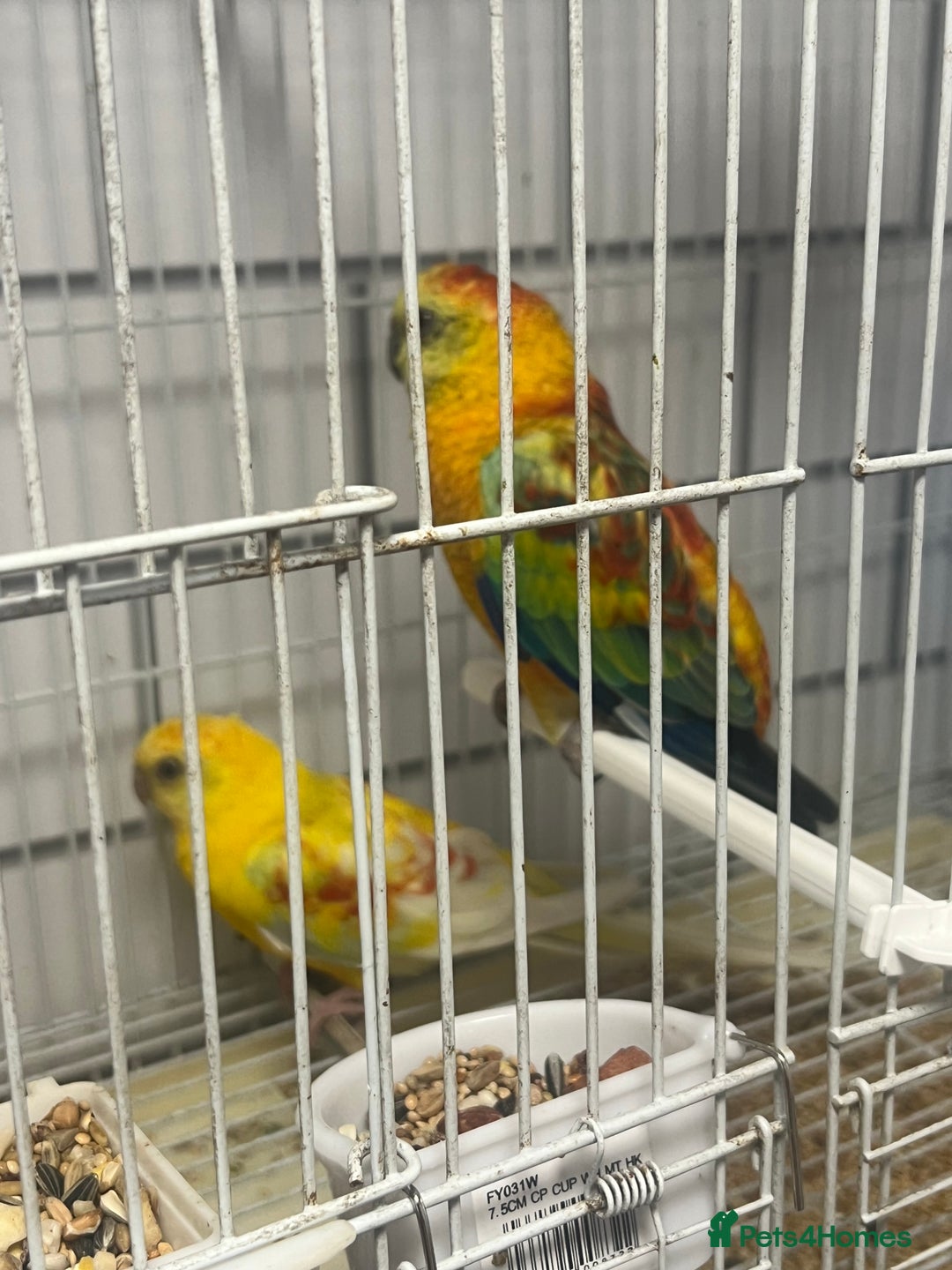 Parrots birds for sale: Pair of red rumps - Image 4