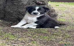 Border Collie dogs for sale: Last gorgeous boy available  - Image 7