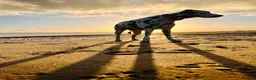 Dalmatian dogs for sale: Female deaf Dalmatian  in Southsea - Advert 10