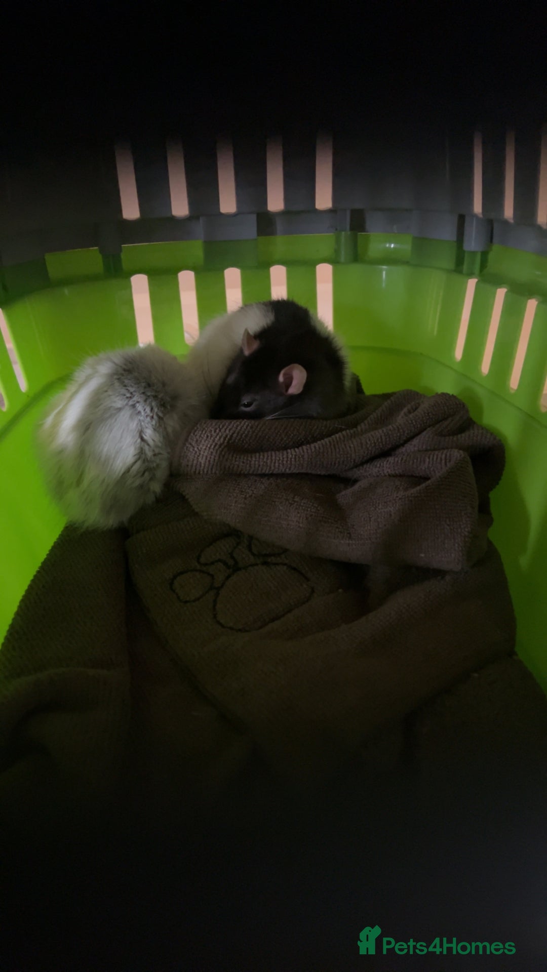 Rat rodents for sale: two rats  - Image 6