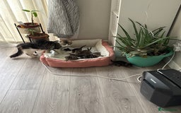 Mixed Breed cats for sale: 🐾 7 Adorable Kittens Looking for Loving Homes 🐾 - Image 4
