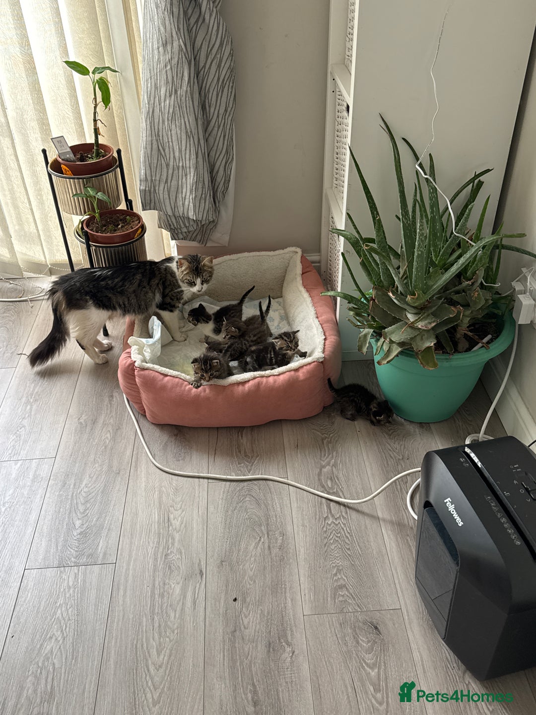 Mixed Breed cats for sale: 🐾 7 Adorable Kittens Looking for Loving Homes 🐾 - Image 4