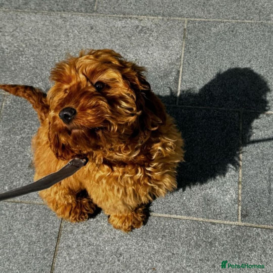 Cockapoo dogs for sale: Adorable Cockapoo Bentley Needs a Loving Home - Image 4
