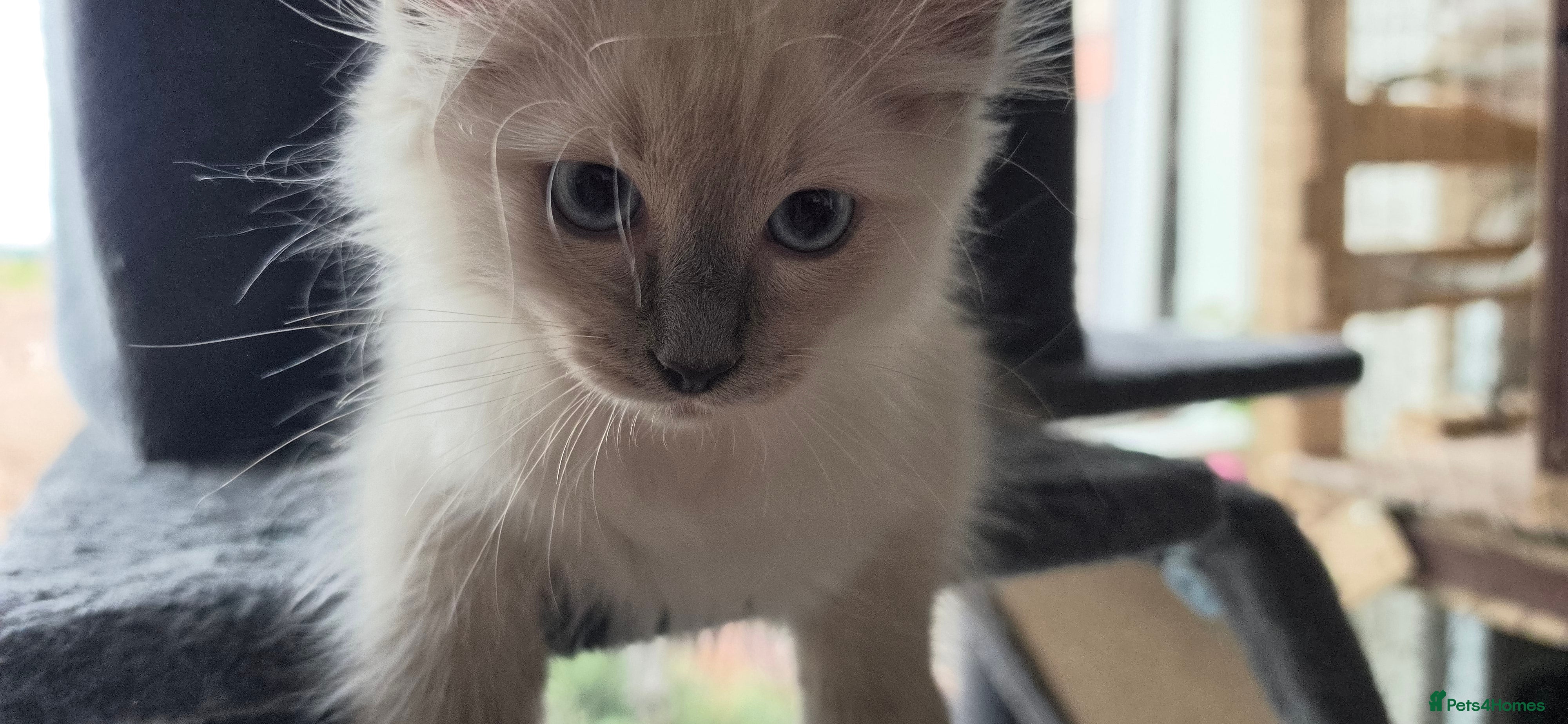 Ragdoll cats Ragdoll kittens 💉🩺 vaccinated & microchipped - Advert 2