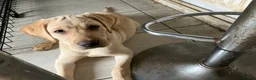 Labrador Retriever dogs for sale: Gorgeous Labrador puppies for sale. - Advert 5