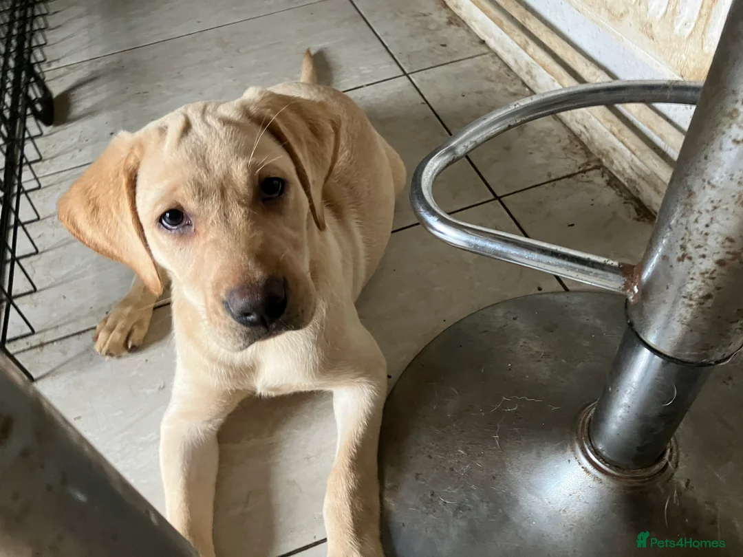 Labrador Retriever dogs for sale: Gorgeous Labrador puppies for sale. - Advert 5