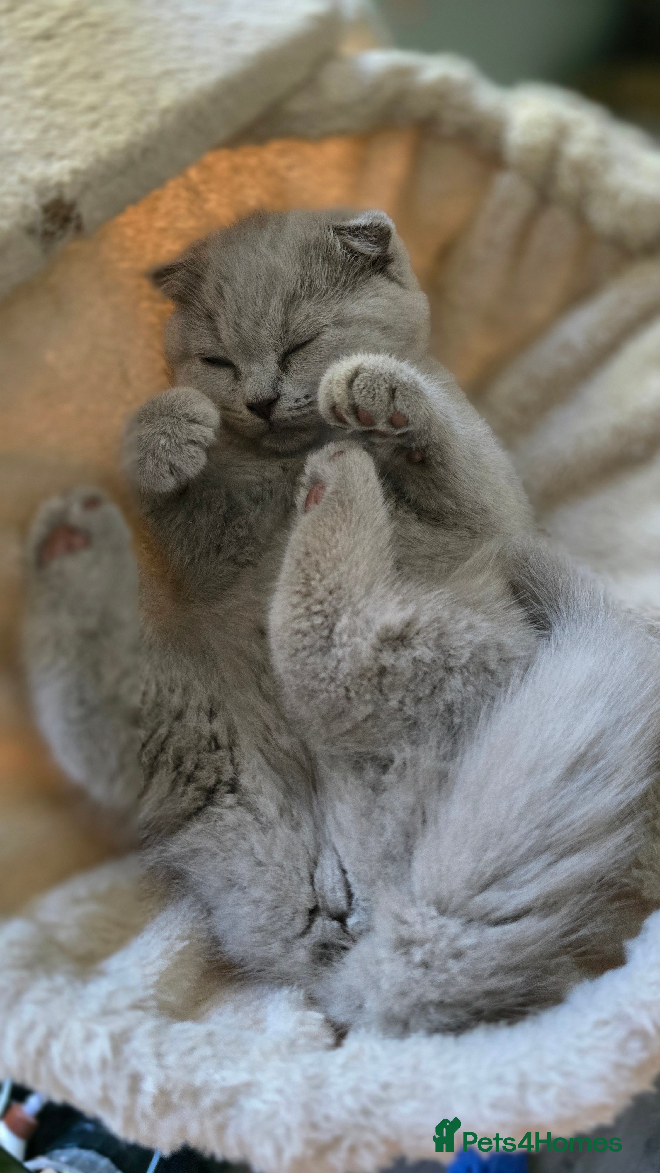 Scottish Fold cats Scottish fold  - Advert 2