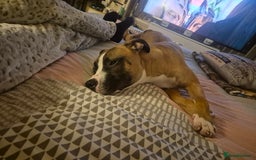 Mixed Breed dogs for sale: American Bulldog x Staffy for rehoming  - Image 5