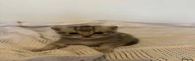 British Shorthair 1