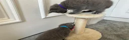 Russian Blue cats for sale: Russian Blue Kittens - Advert 18