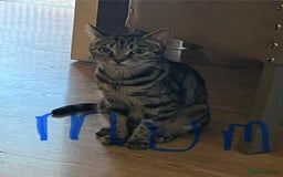 Ragdoll cats for sale: Ragdoll x tabby kittens - Image 20