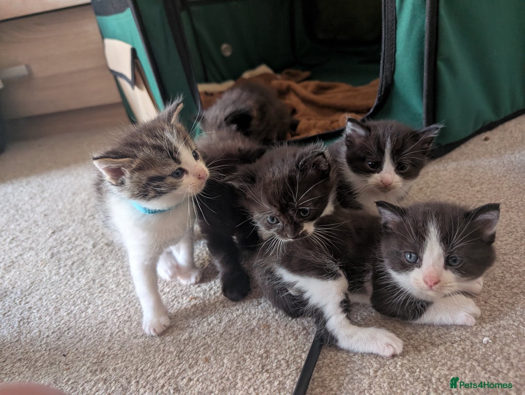 Maine Coon cats for sale: Kittens for sale - Image 5