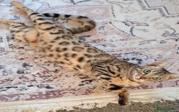 Bengal cats for sale: Beautiful bengal girl for sale - Image 3