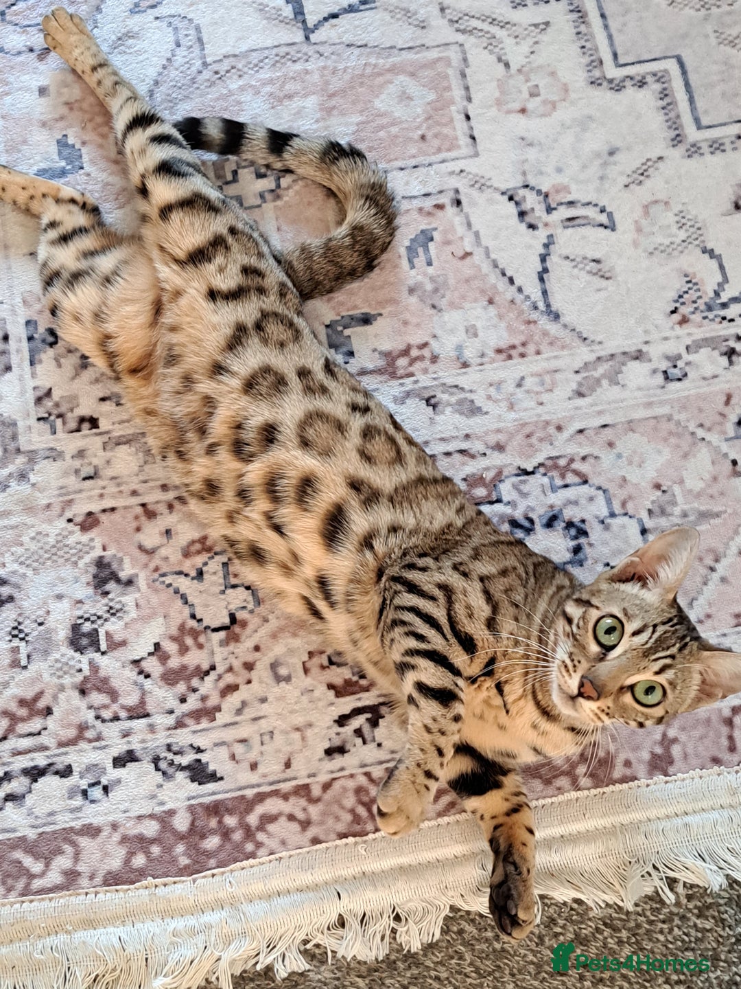 Bengal cats for sale: Beautiful bengal girl for sale - Image 3