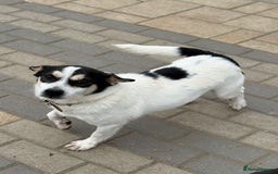 Mixed Breed dogs for adoption: Gorgeous Dylan needs a home! - Image 1