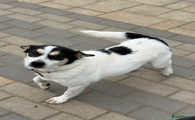 Mixed Breed dogs - Advert 1