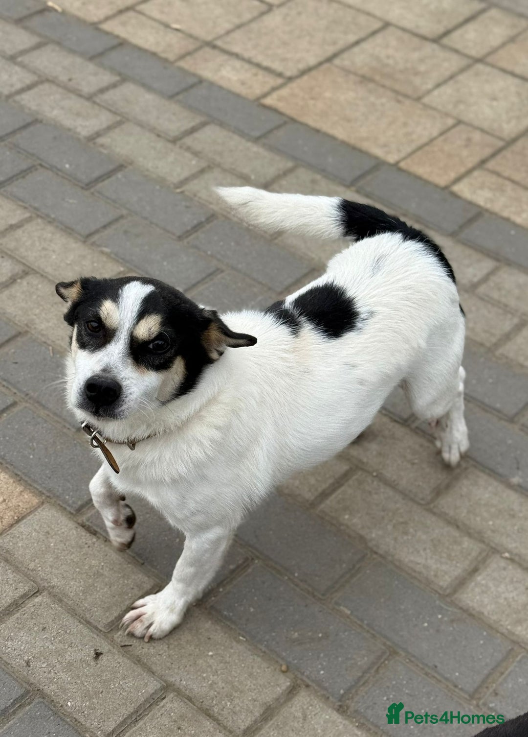 Mixed Breed dogs for adoption: Gorgeous Dylan needs a home! - Image 1