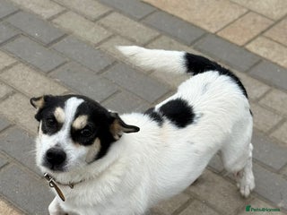 Mixed Breed dogs - Advert 1