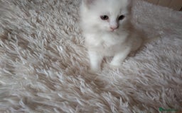 Maine Coon cats for sale: Maine coon kittens for sale  - Image 8