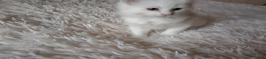 Maine Coon Kitten 3