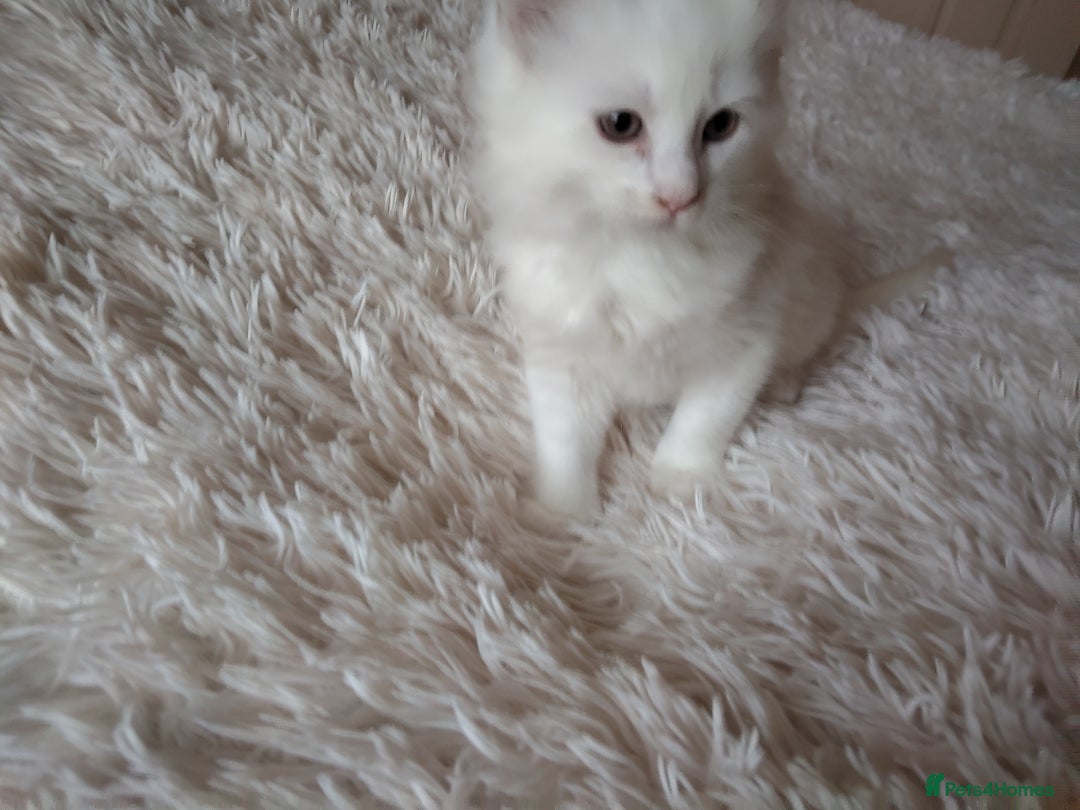 Maine Coon cats for sale: Maine coon kittens for sale  - Image 8