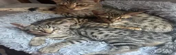 Savannah cats for sale: Beautiful savanah F4 female ready to leave  - Advert 12
