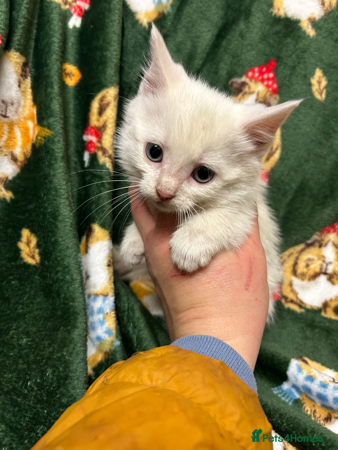 Mixed Breed cats for sale: Beautiful Healthy Kittens Ready now  - Advert 6