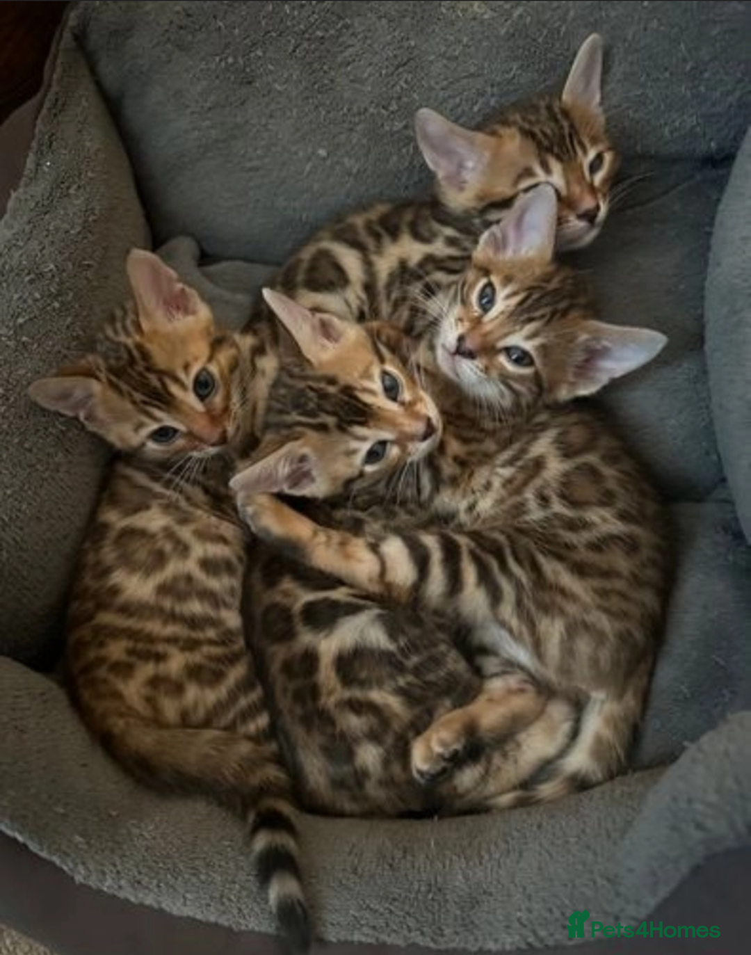 Bengal cats for sale: Stunning Male & Female Bengal Kittens Ready Now - Image 5