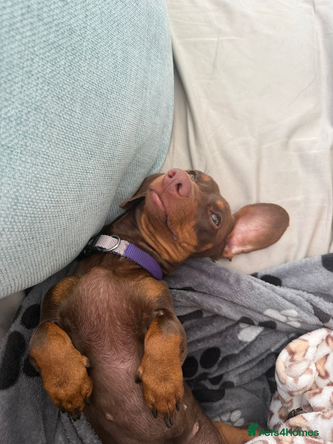 Miniature Dachshund dogs for sale: Smooth haired mini daschund chocolate and tan - Image 2