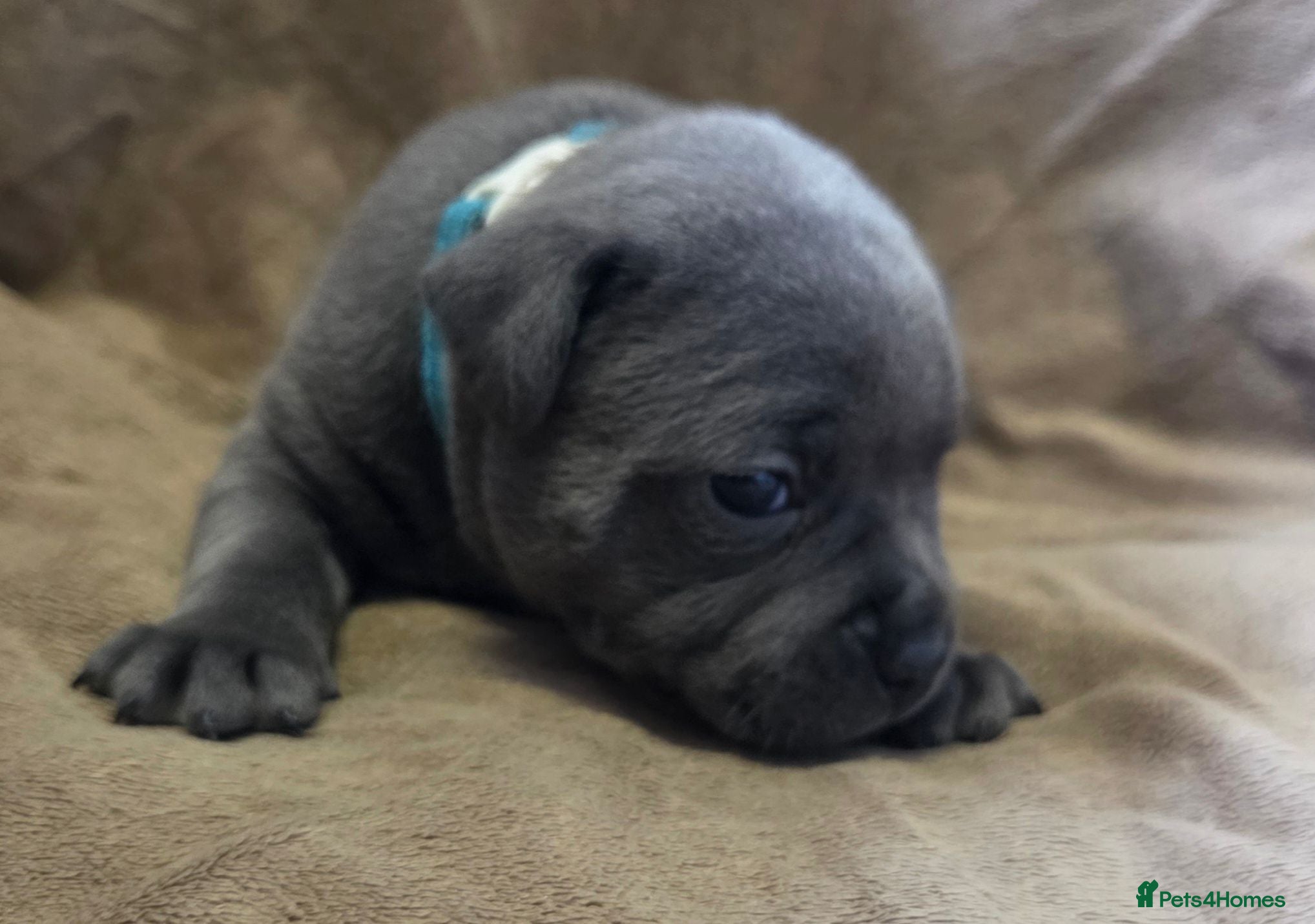 Staffordshire Bull Terrier dogs KC Blue Staffordshire Bull Terrier Puppies - Advert 5